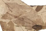 Fossil Leaf (Fagopsis) Plate #221187-1